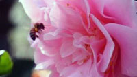 A picture of a bee on a rose