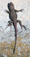 A picture of a lizard